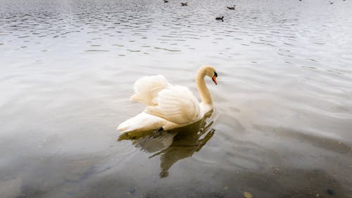 Fotos de stock gratuitas de agua, amor, animales