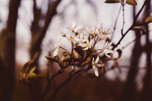 Immagine gratuita di avvicinamento, fiori bellissimi, fiori bianchi