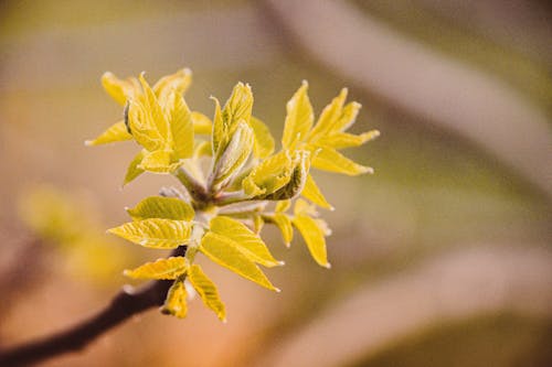 Foto profissional grátis de amarelo, árvore, beleza na natureza