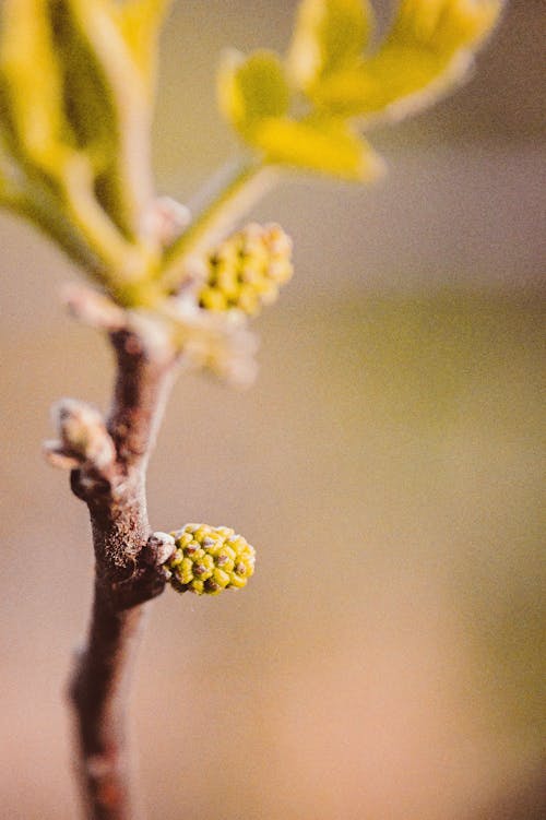 Foto profissional grátis de botão de flor, fechar-se, galho de árvore