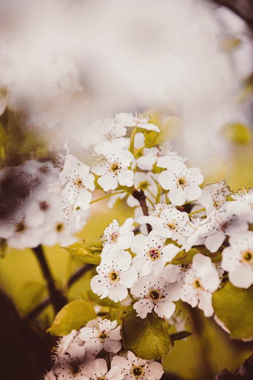 Foto profissional grátis de fechar-se, flor de cerejeira, flora