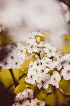 柔焦图像中，春天树枝上的白花传达出新鲜、充满活力的心情