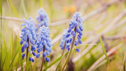 Foto profissional grátis de azul, campainhas, ecológico