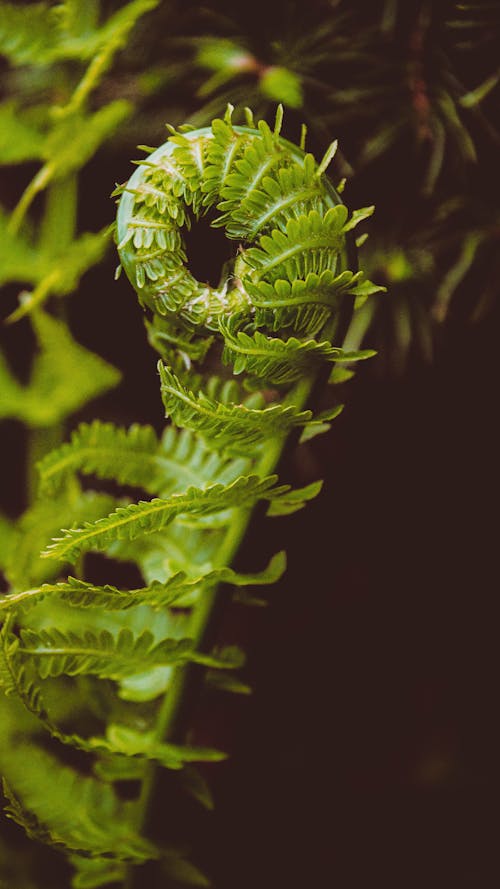Green Fern Plants in Close Up Photography
