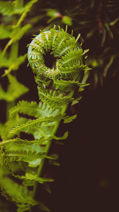 Imagine de stoc gratuită din a închide, feriga de plante, fotografie de plante