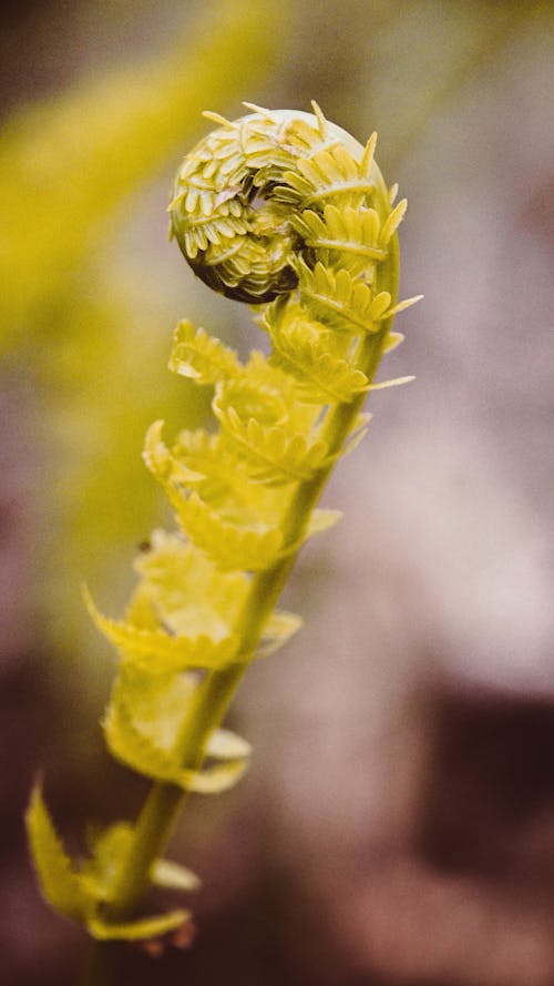 Foto profissional grátis de fechar-se, flor verde, floração