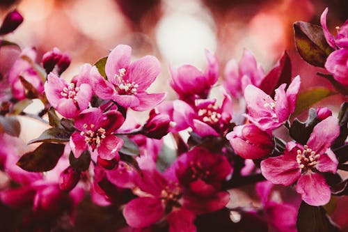 Foto profissional grátis de árvore, brotamento, cor-de-rosa