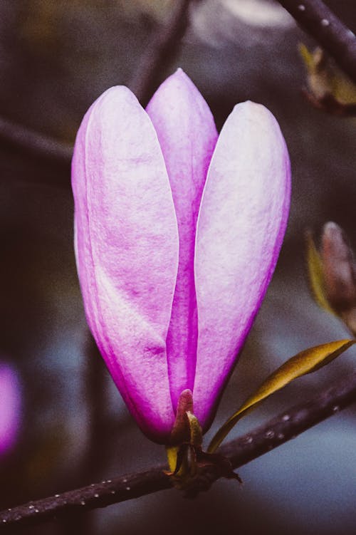 Fotos de stock gratuitas de bonito, botánico, fotografía de cerca