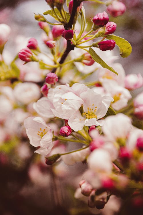 Close-Up Photo of Cherry Blossoms