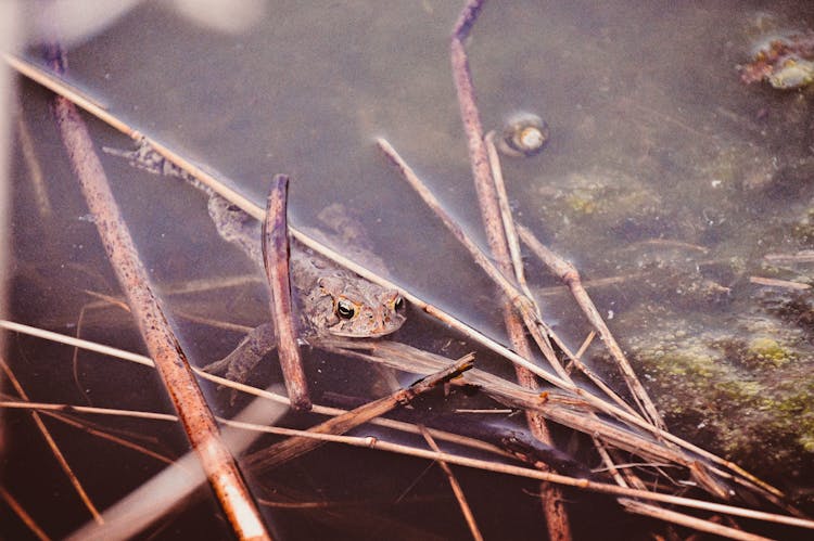 Frog On Twigs Under Swamp Water