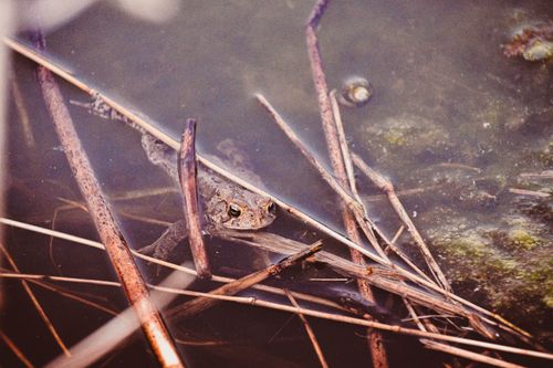 Free Frog camouflaged among twigs in a marsh, showcasing a serene wildlife scene. Stock Photo