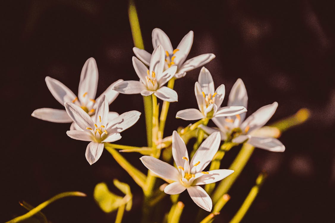 Free Close-Up Photo of Lilies Stock Photo