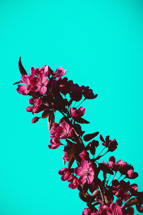 Gratuit Imagine de stoc gratuită din a închide, creangă, flori roz Fotografie de stoc