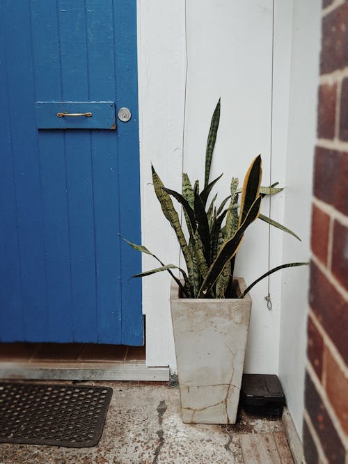 Snake Plant in White Pot Behind Blue Door
