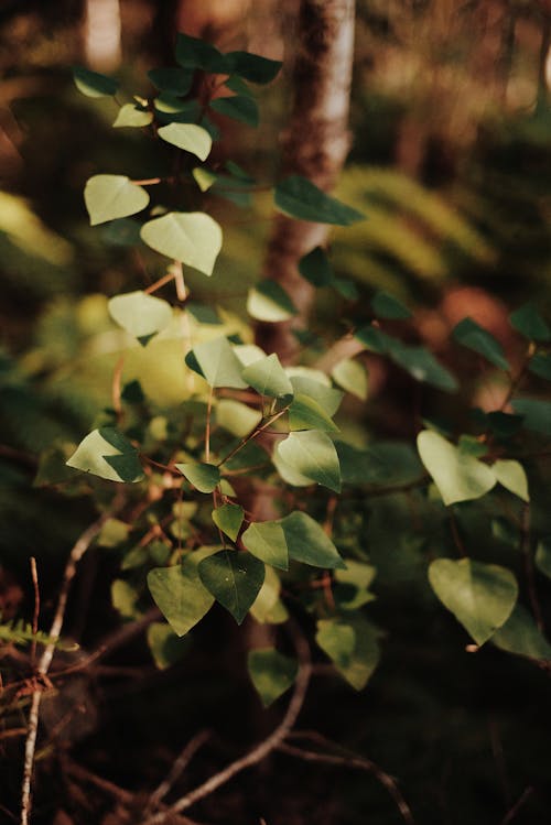 Close-Up Photo of Green Leaves