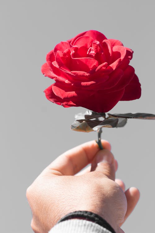 Ảnh lưu trữ miễn phí về Bông hồng đỏ, cánh hoa, cú đánh gần, chụp cận cảnh
