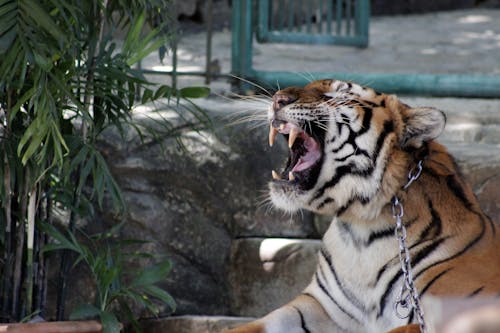 Close-Up Photo of a Roaring Tiger
