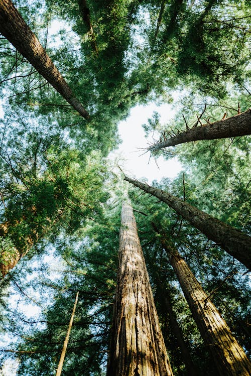 Worm's Eye View of Pine Trees