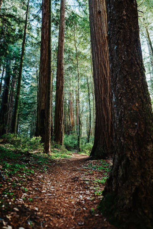 Tall Pine Trees in Forest