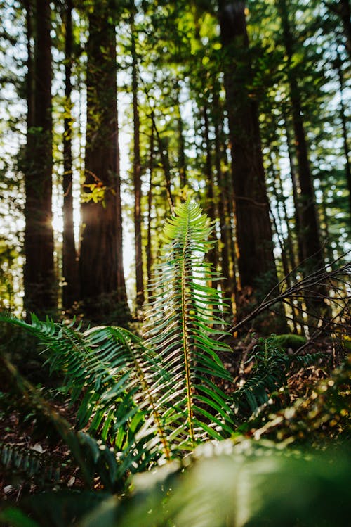 日光, 森林, 樹幹 的 免费素材图片