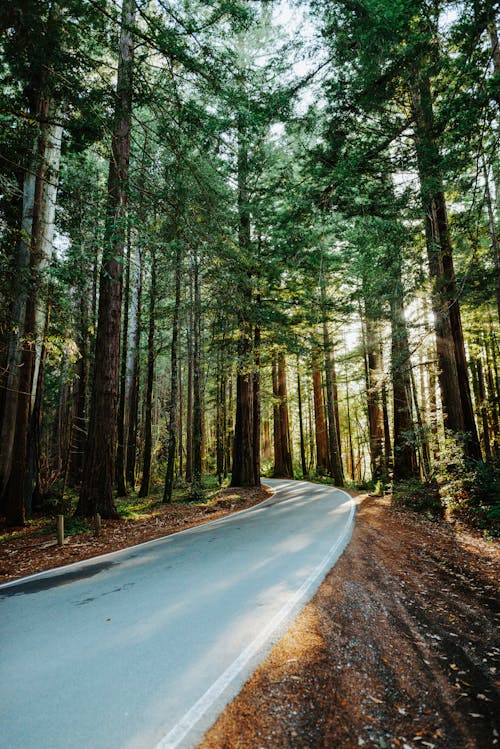 Free Curve Road in Between Pine Trees Stock Photo