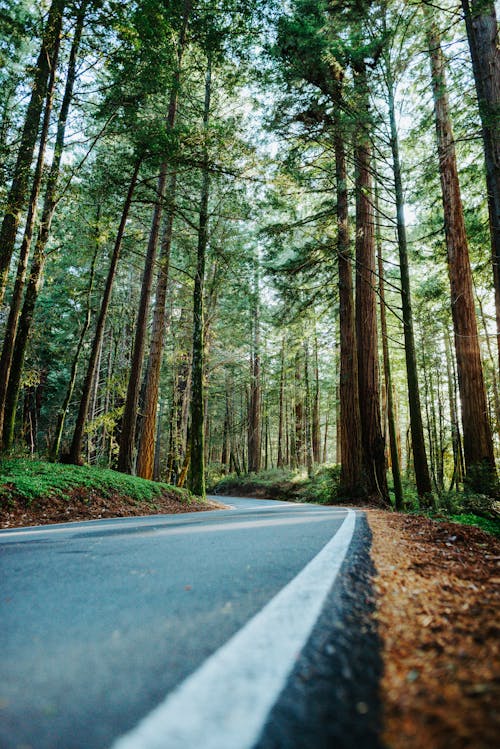 Free A Photo of Grey Concrete Road in Between Pines Trees Stock Photo