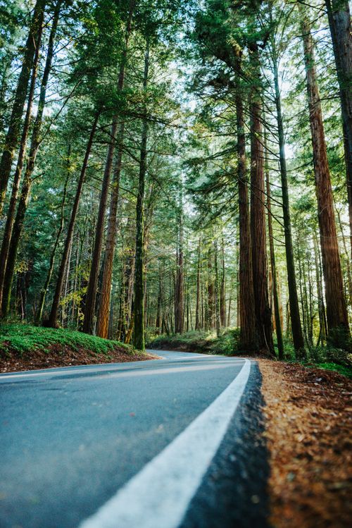 Free A scenic curving road travels through a lush, towering pine forest, capturing nature's serenity. Stock Photo