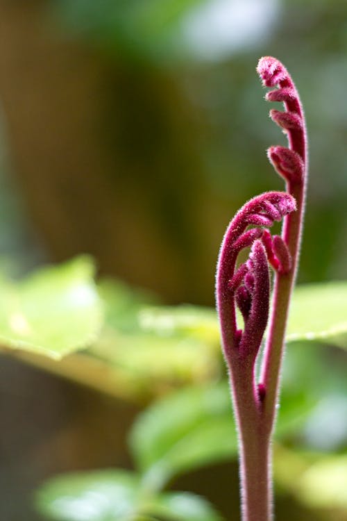 Foto profissional grátis de afloramiento, árbol en flor, árbol floreciente