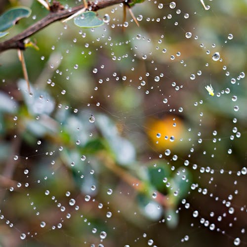 Foto profissional grátis de agua, desenfocado, gotas