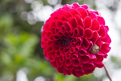 Foto profissional grátis de caracol, caracol de jardín, flor rosa