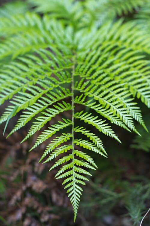 Foto profissional grátis de fractal, hojas, hojas verdes