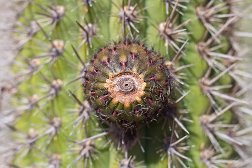 Foto profissional grátis de cacto, flor de cacto