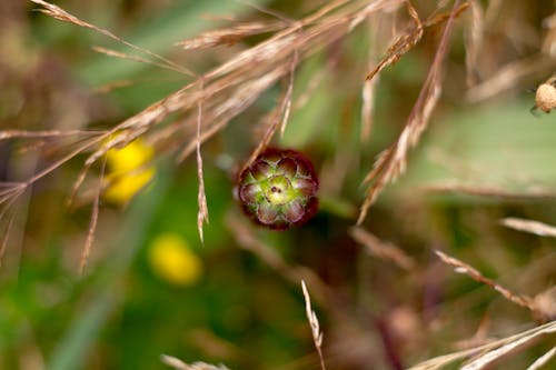 Foto profissional grátis de afloramiento, amante da naturalidade, arbusto floreciente