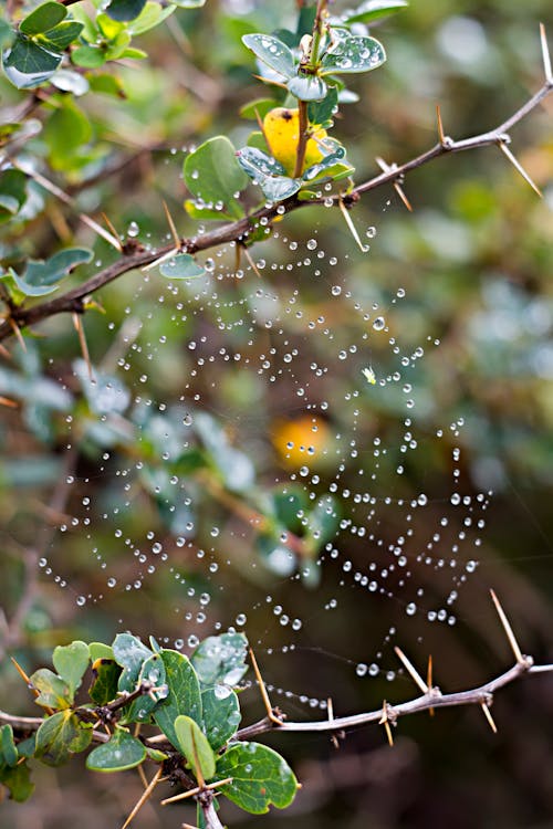 Foto profissional grátis de arbusto, gotas, gotas de agua