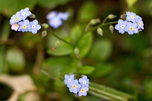 Foto profissional grátis de desenfocado, flor púrpura, flor rosa