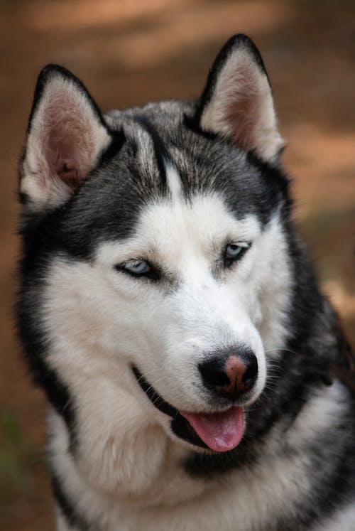 High angle of adorable Husky sled dog with sitting and looking away tongue out