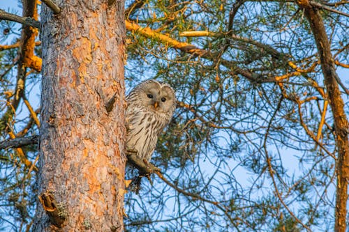 Free Brown Owl Perched on a Branch of a Leafless Tree Stock Photo