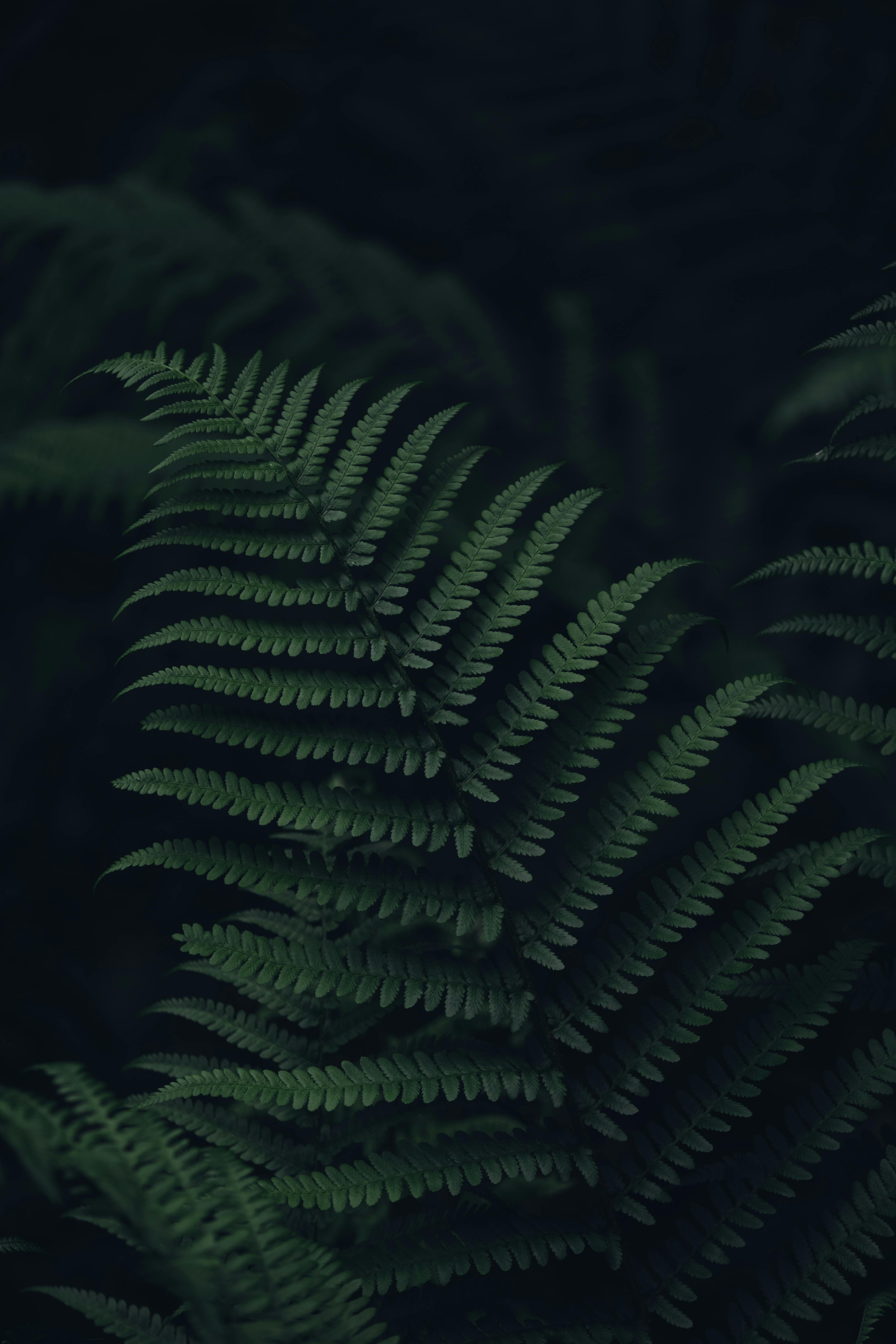 High angle of fresh green leaf of fern tree growing in dark lush forest