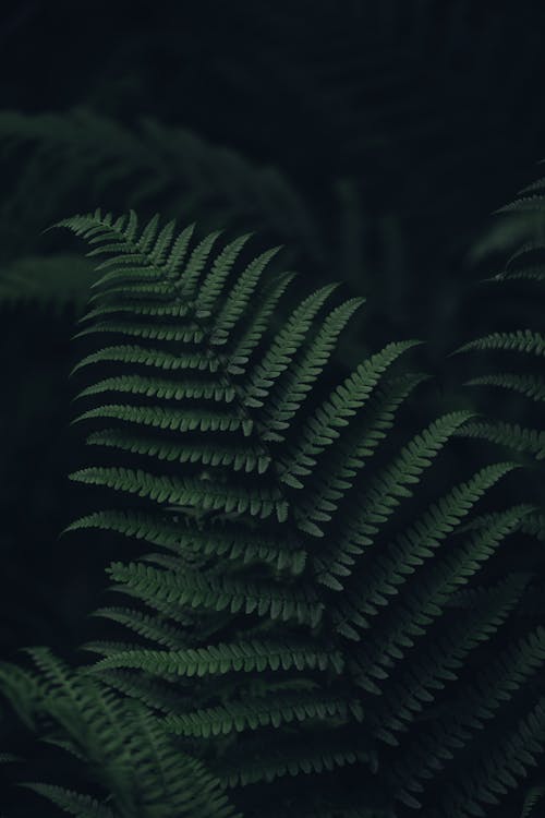 Green leaf of Polypodiopsida tree growing in forest