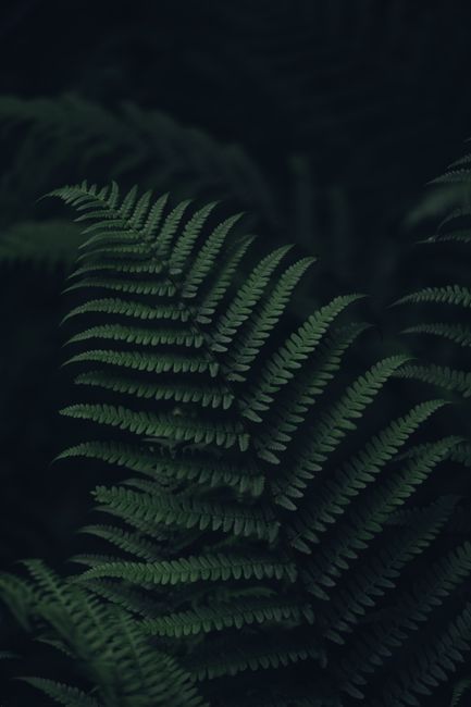 High angle of fresh green leaf of fern tree growing in dark lush forest