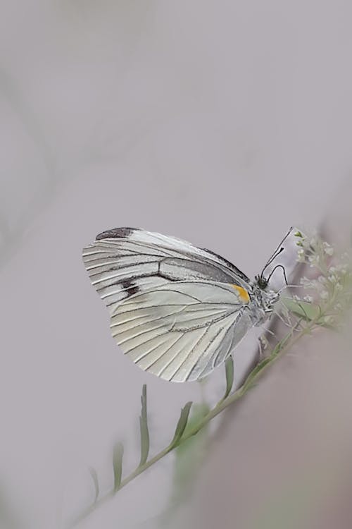 Photos gratuites de insecte, papillon, 자연