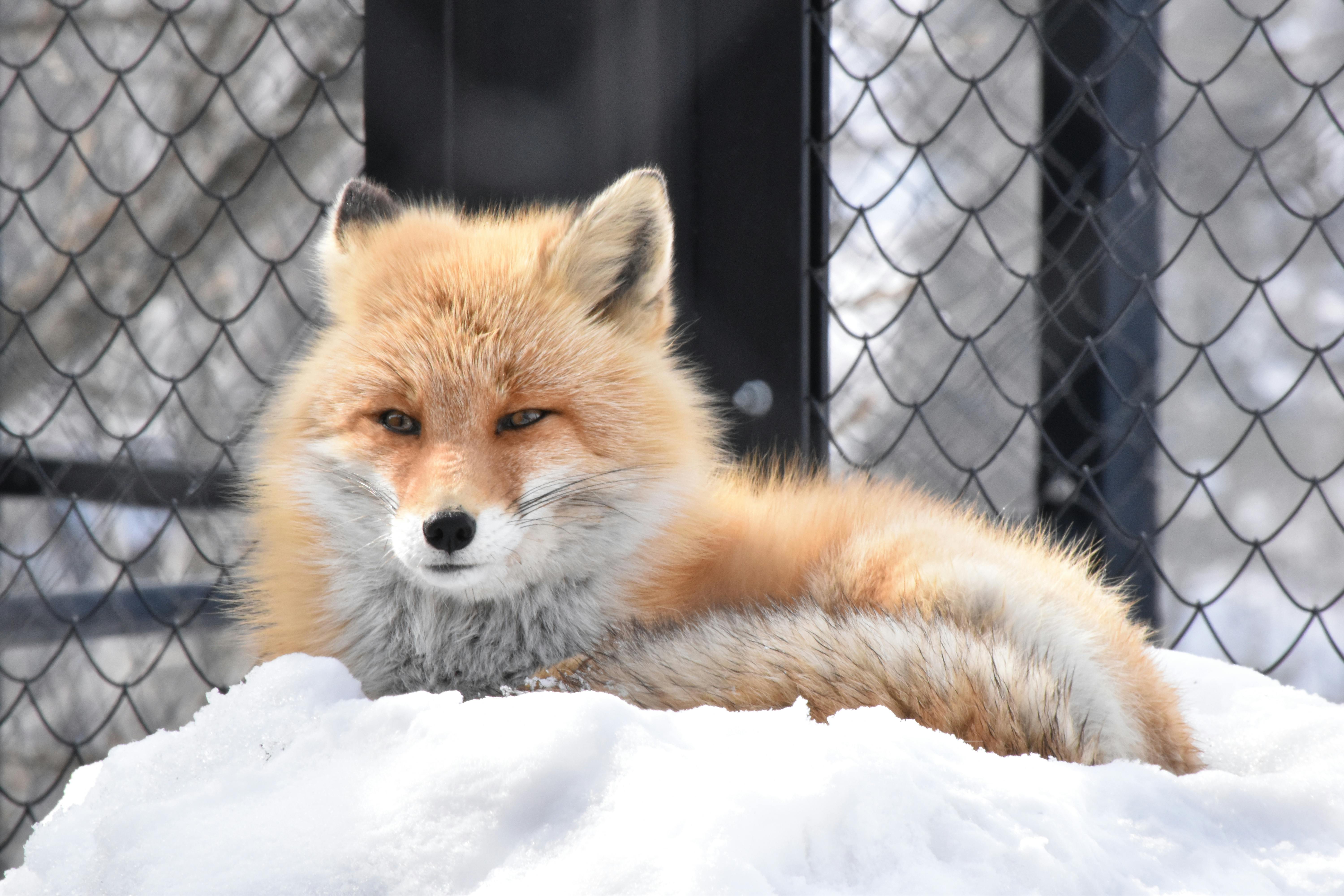 vulpes vulpes schrencki