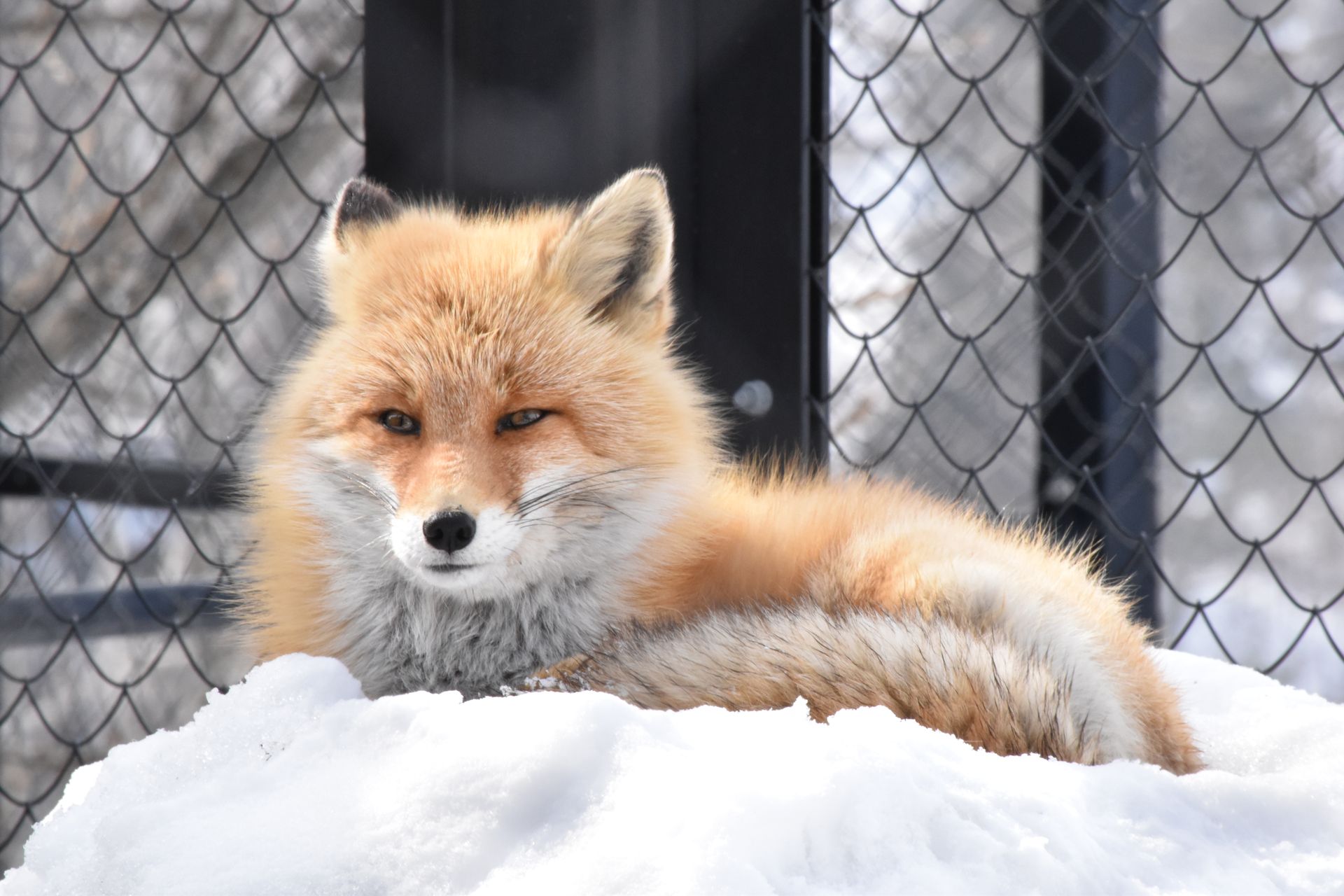 Tranquil adorable Vulpes vulpes schrencki resting in enclosure