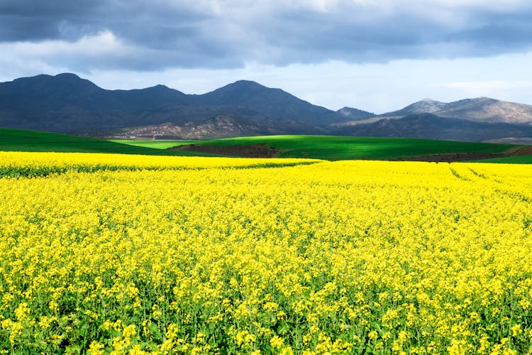 Yellow Flower Field Near Green Grass Field