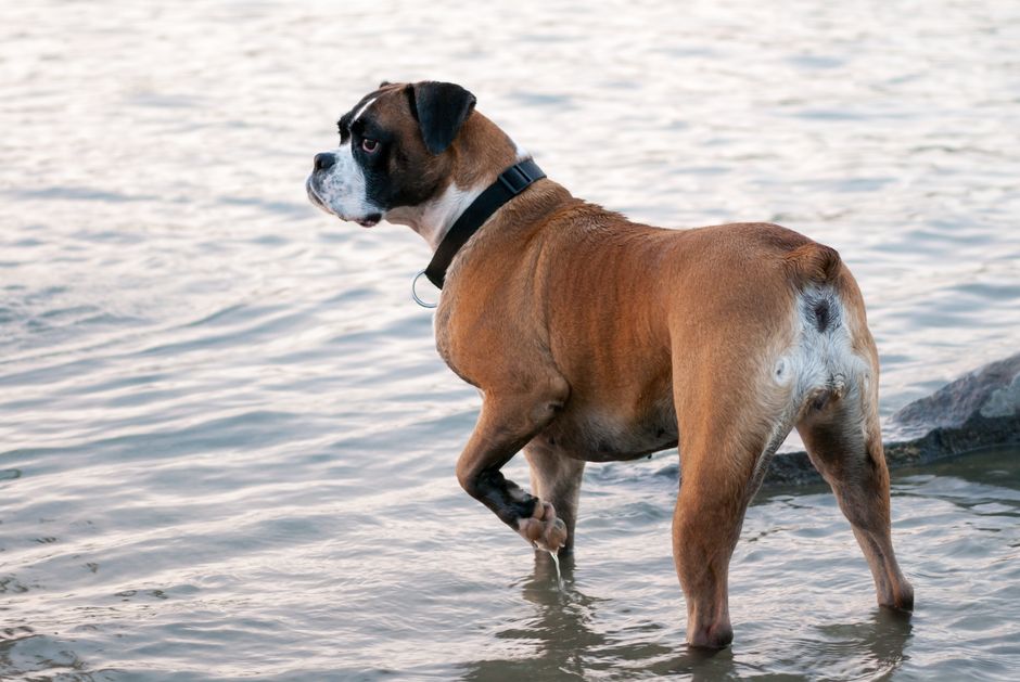 Fawn Boxer dog looking away in shallow water.