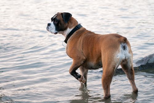Free Side view of curious fawn Boxer dog in collar walking in shallow water of rippling sea and looking away Stock Photo