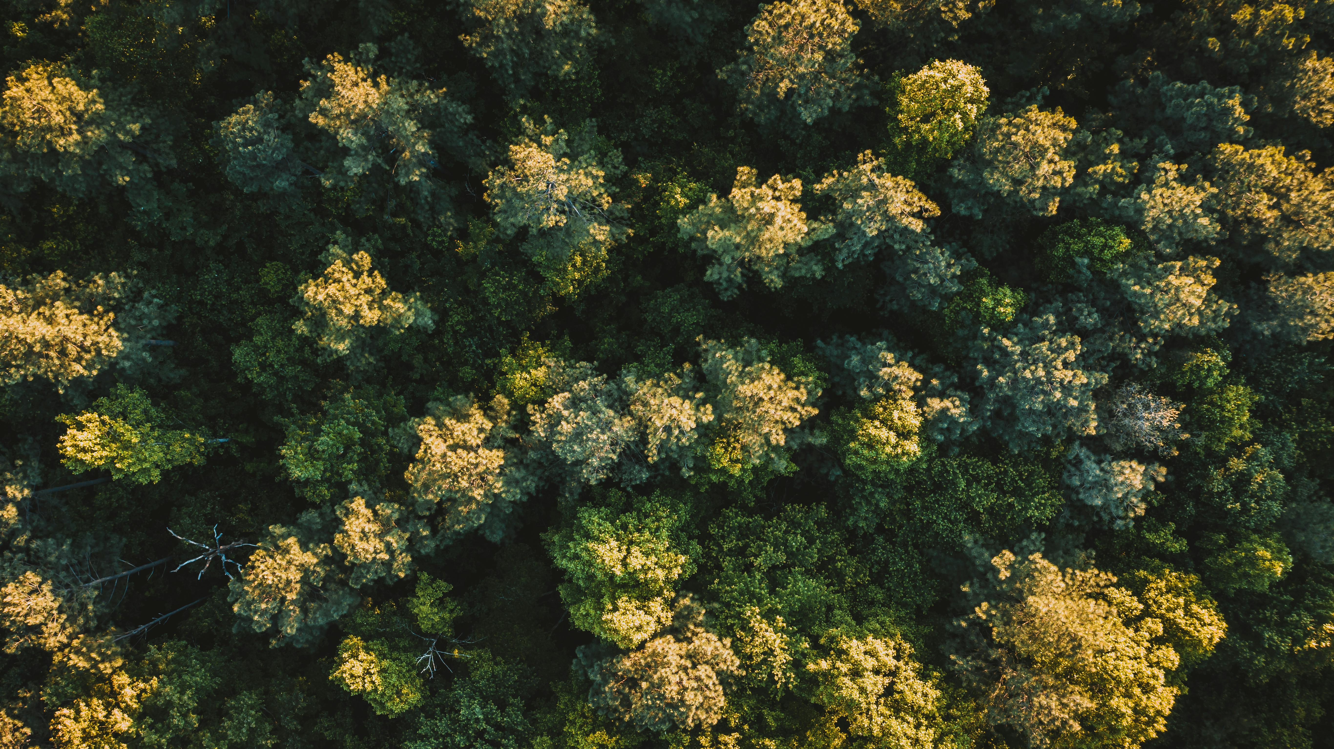 Corporate Governance: The “G” in ESG — Photo by K on Pexels