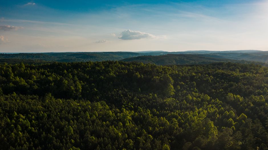 Best Douglas Lake View Scenic Helicopter Tour Review: A 6-Minute Flight Over Tennessee's Hidden Gem Review 2026 - Tall trees in lush verdant woodland under vibrant blue endless sky covered with clouds