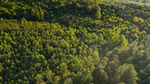 Drone view of tall verdant foliar trees in lush woodland on rocky terrain in sunlight