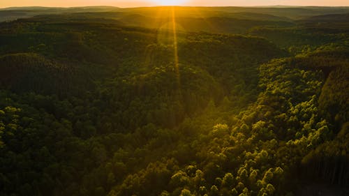 Sunbeams above woods in evening